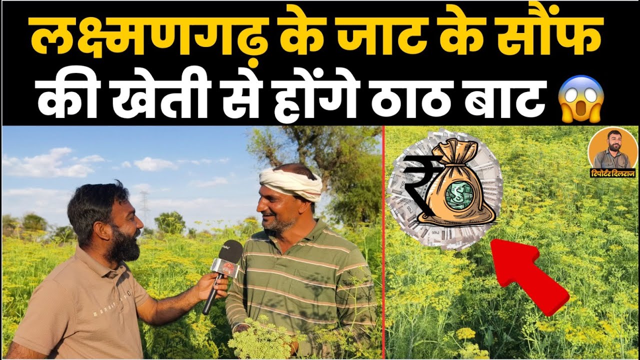 लक्ष्मणगढ़ के गाँव का किसान सौंफ की खेती से हो जाएगा मालामाल, देखें वीडियो ~