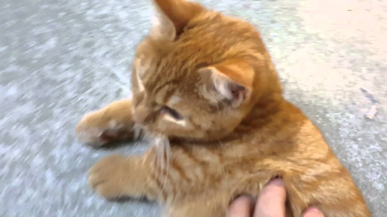 [2016.03.03_3] 주니멀 korea aquashop 'zoonimal'