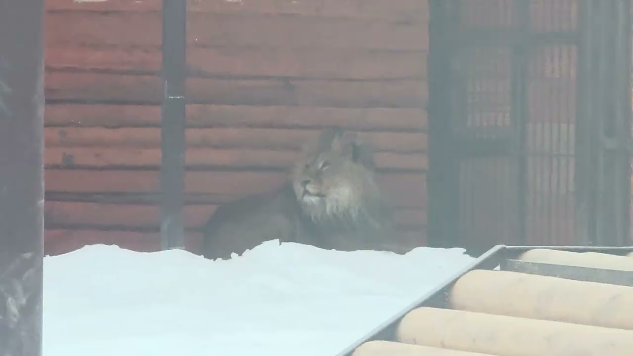 15.02.26г.Любовь-морковь.ШЕРХАН и Киара.свидание