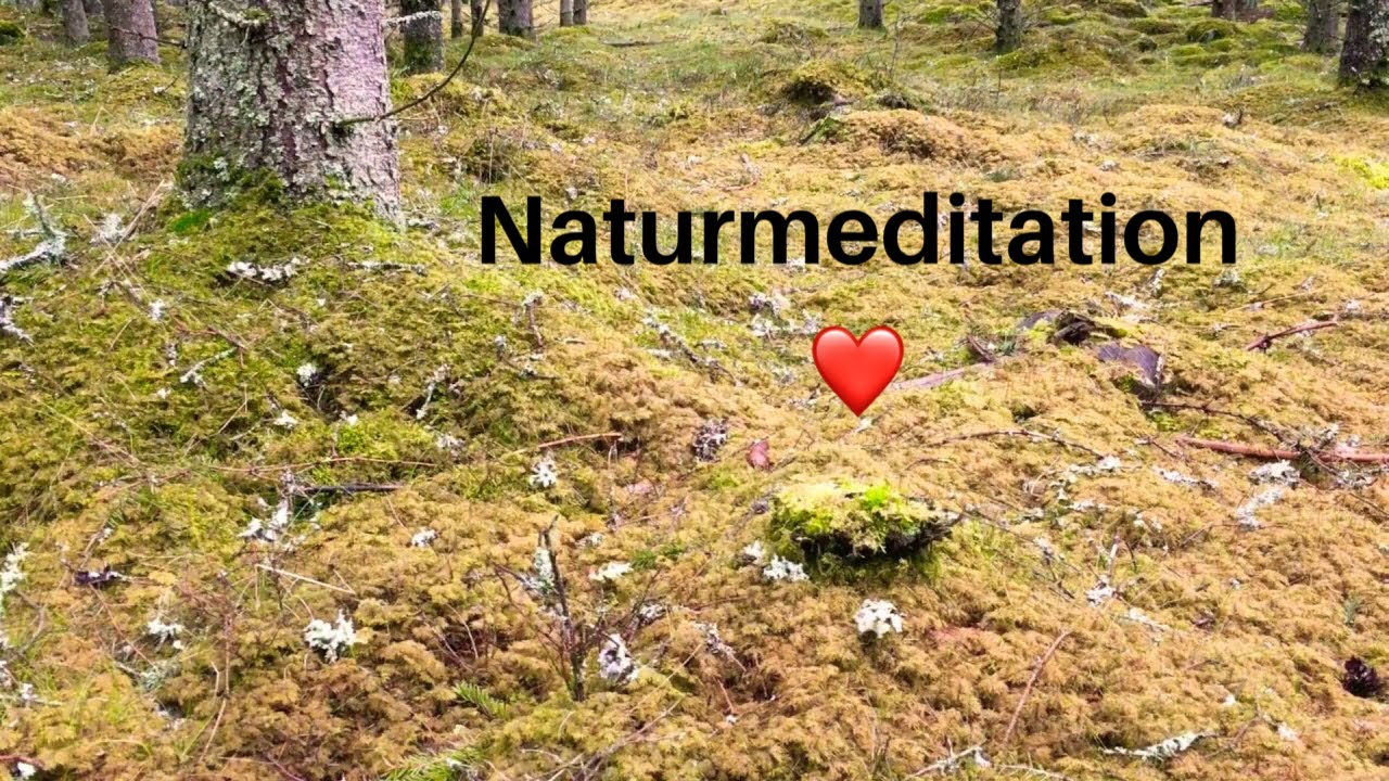 Kort Naturmeditation ❤️