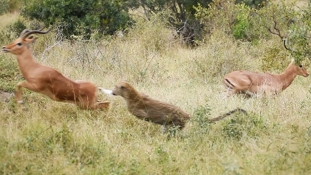 Ultimate AMBUSH predator and the ultimate THIEF