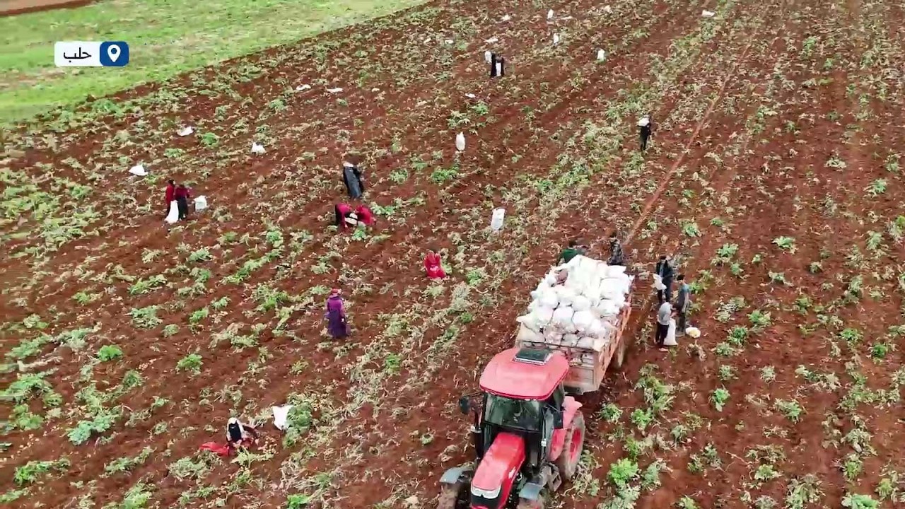 من القمح إلى الخضار الموسمية.. إنتاج وفير في حقول ريف حلب الجنوبي رغم التحديات