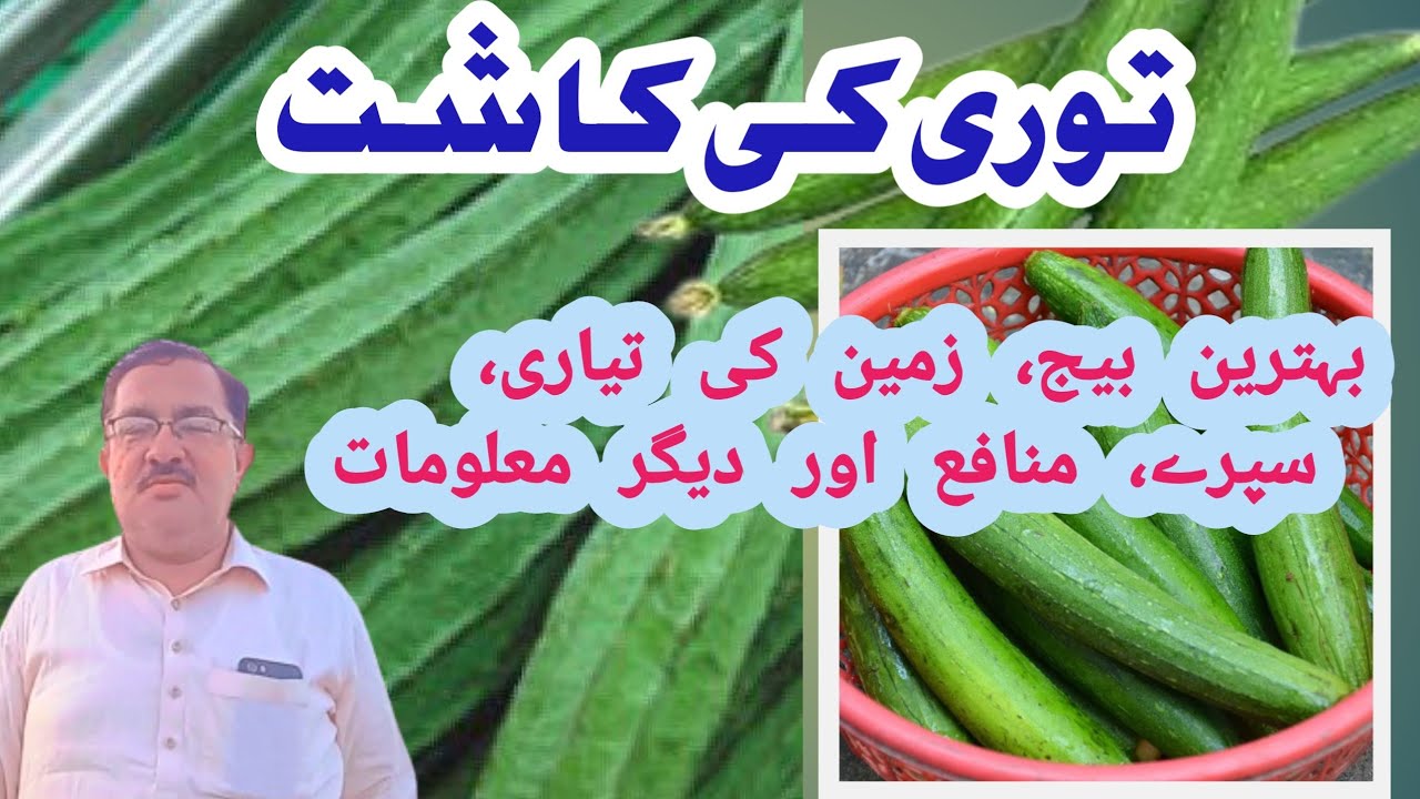 توری کی کاشت| بیج ، سپرے، زمین کی تیاری ، کھادیں ، خرچہ اور منافع| توری کے کاشتکاروں کے لیے تحفہ