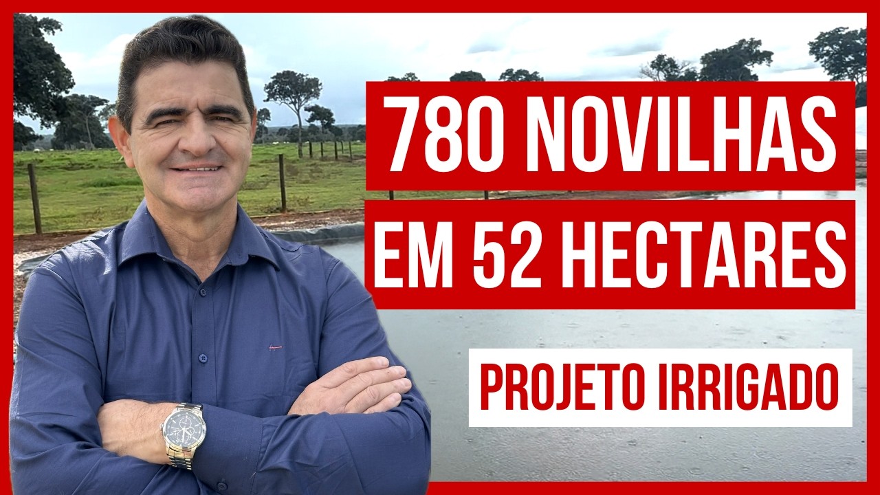 780 NOVILHAS em 52 HECTARES - Pastejo ROTACIONADO, ADUBADO e IRRIGADO para BOVINOS DE CORTE #parte1