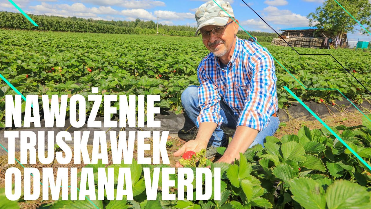 Nawożenie truskawki ukierunkowane na dobrą jakość owoców