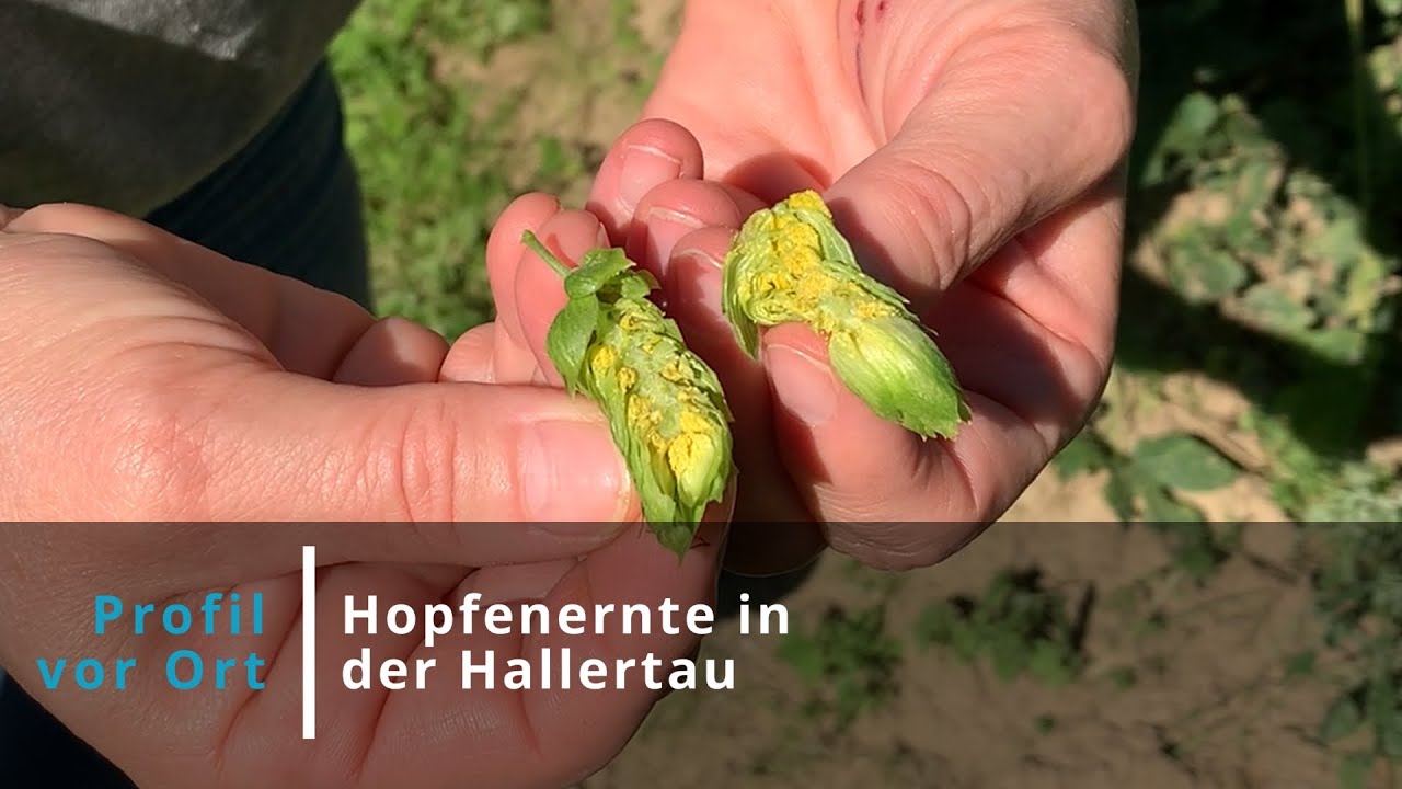 Hopfenernte in der Hallertau mit Gudrun Höfter