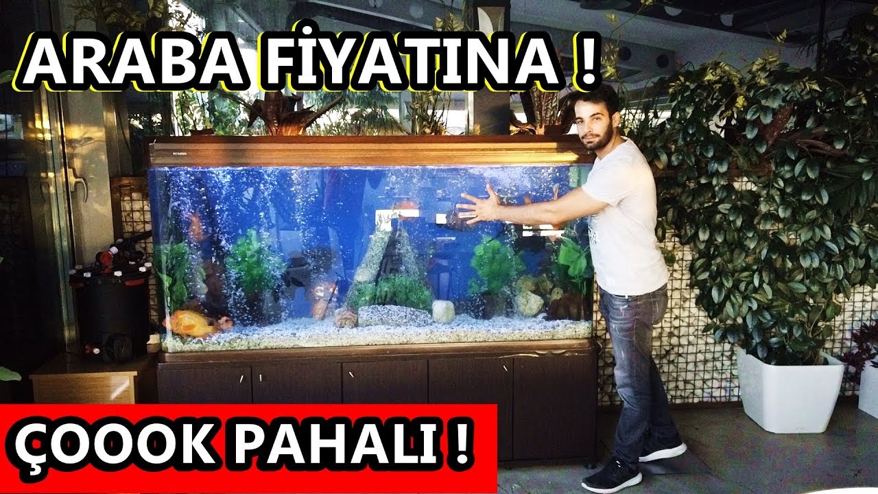 ARABA FİYATINA AKVARYUM ( HOLDİNG SAHİBİNİN )