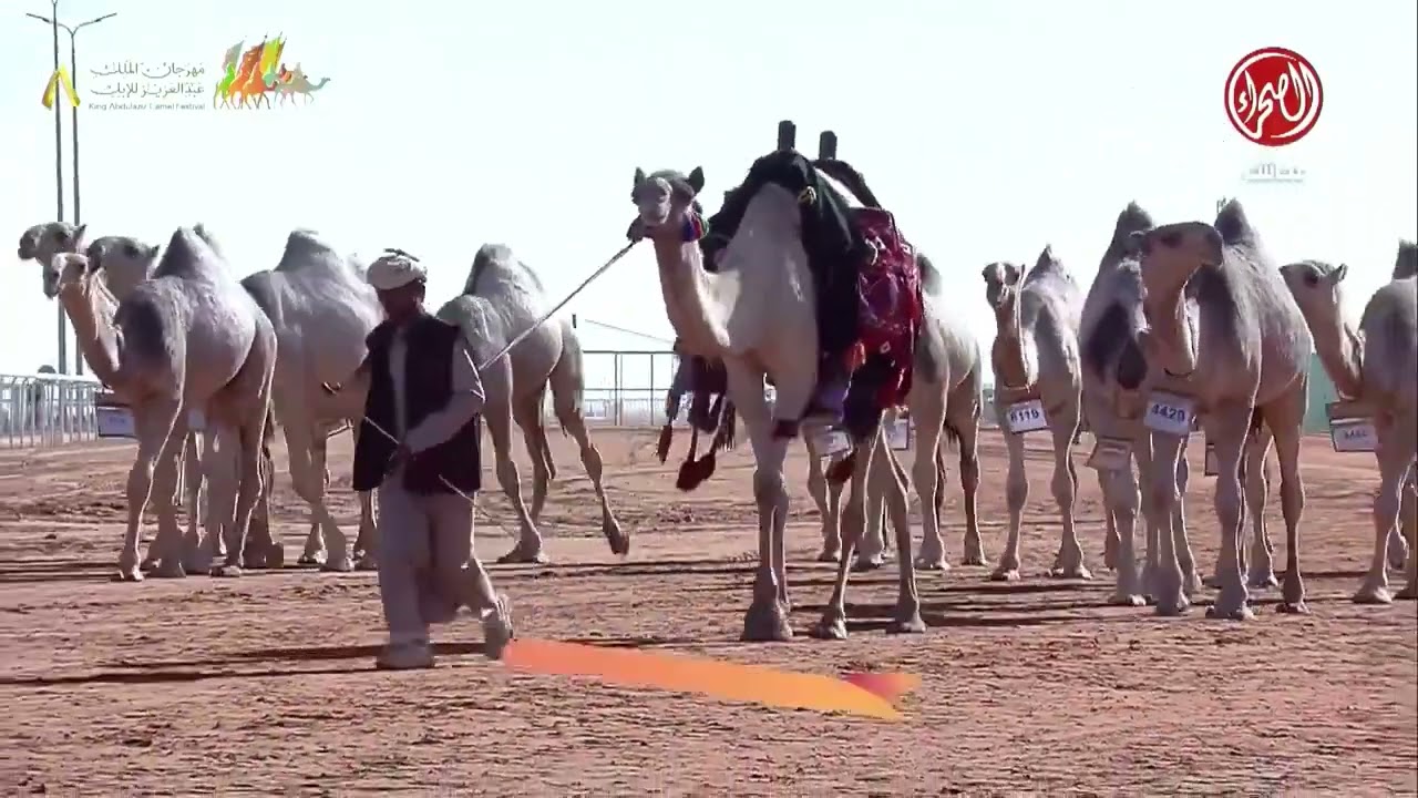 عرض الإبل في فئة مفاريد قعدان اللون: شقح