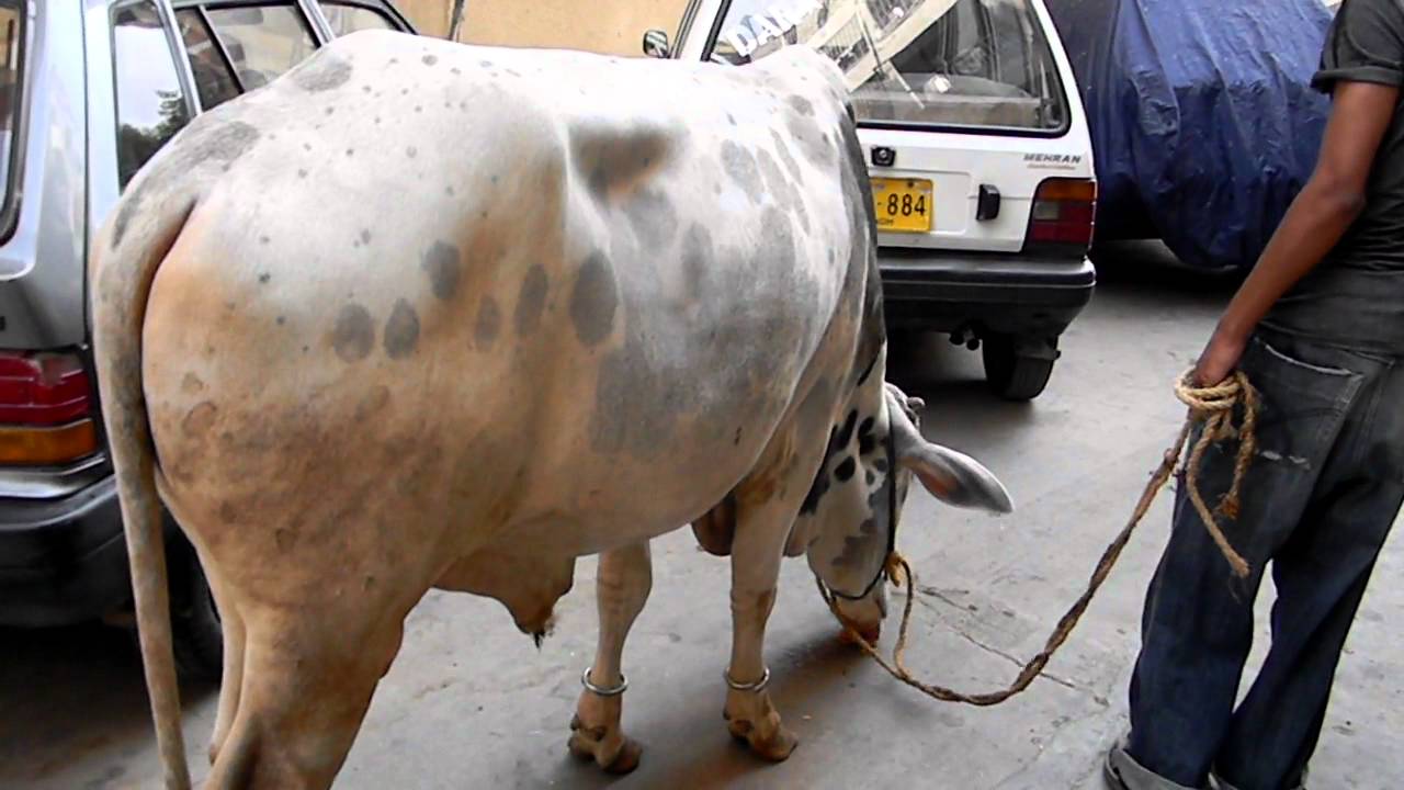 Bakra eid 2011 Ali appt