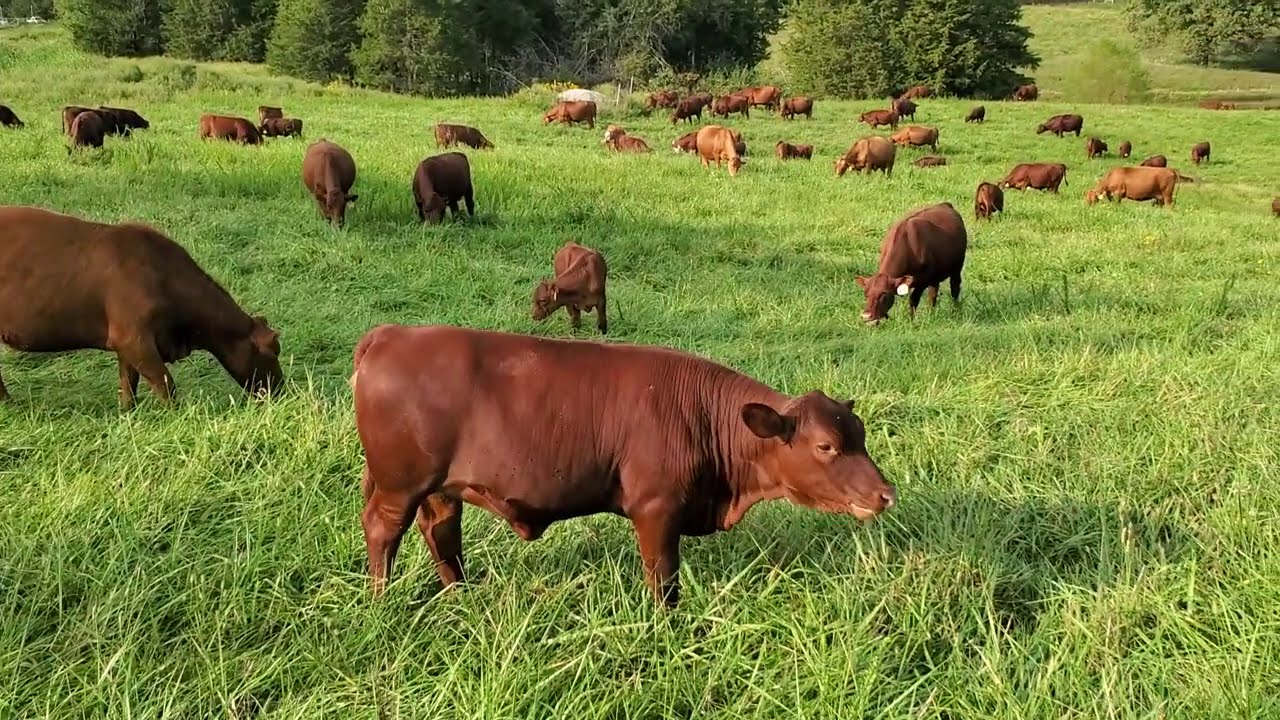 Fall stockpiling tips to save winter hay feeding.