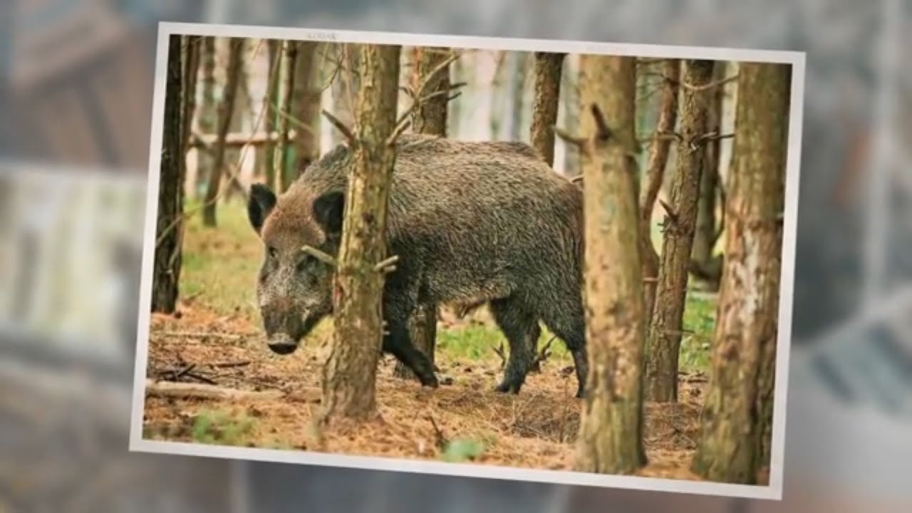 What Do Wild Boars Eat? A Full Guide On Their Diet!