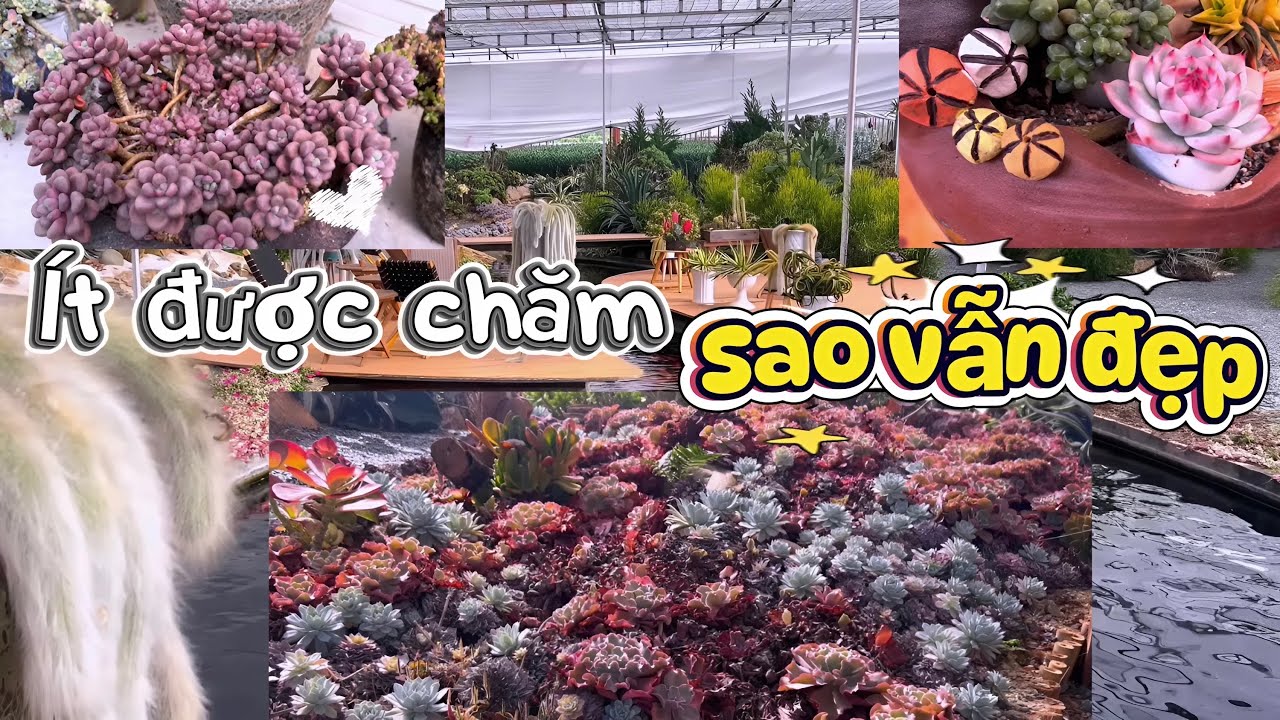 QUÁN CAFE ĐANG NÂNG CẤP, VẮNG NGƯỜI… NHƯNG SUCCULENTS VẪN ĐẸP KHÓ TIN| 多肉植物| 다육이들 | Suculentas