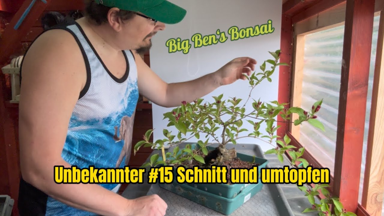 Big Ben‘s Bonsai V2024/6 Unbekannter #15 Schnitt und umtopfen