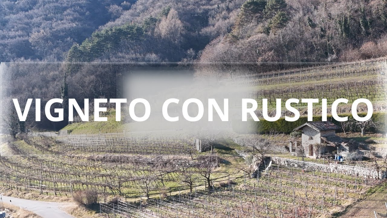 V1134 Terreno coltivato a vigna con rustico a Pedersano