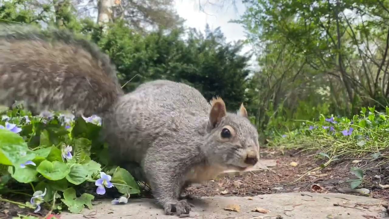 Squirrels Up Close At Sunnidale Park (Barrie, ON)