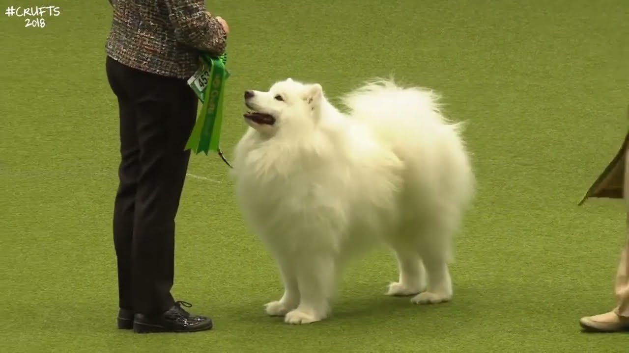 Best of Breed, Pastoral Group|SAMOYED|(2017-2022)