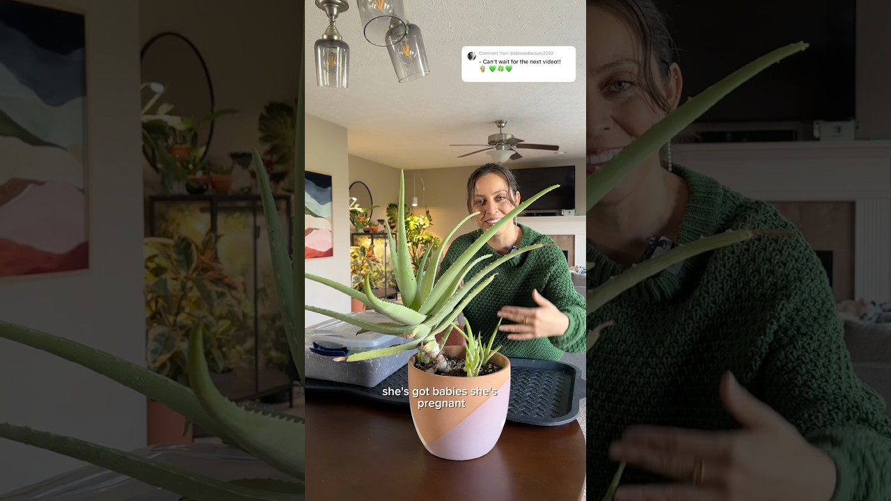 Part 2: Fixing a leaning aloe and propagating! #aloevera #plantcaretips #aloeplant