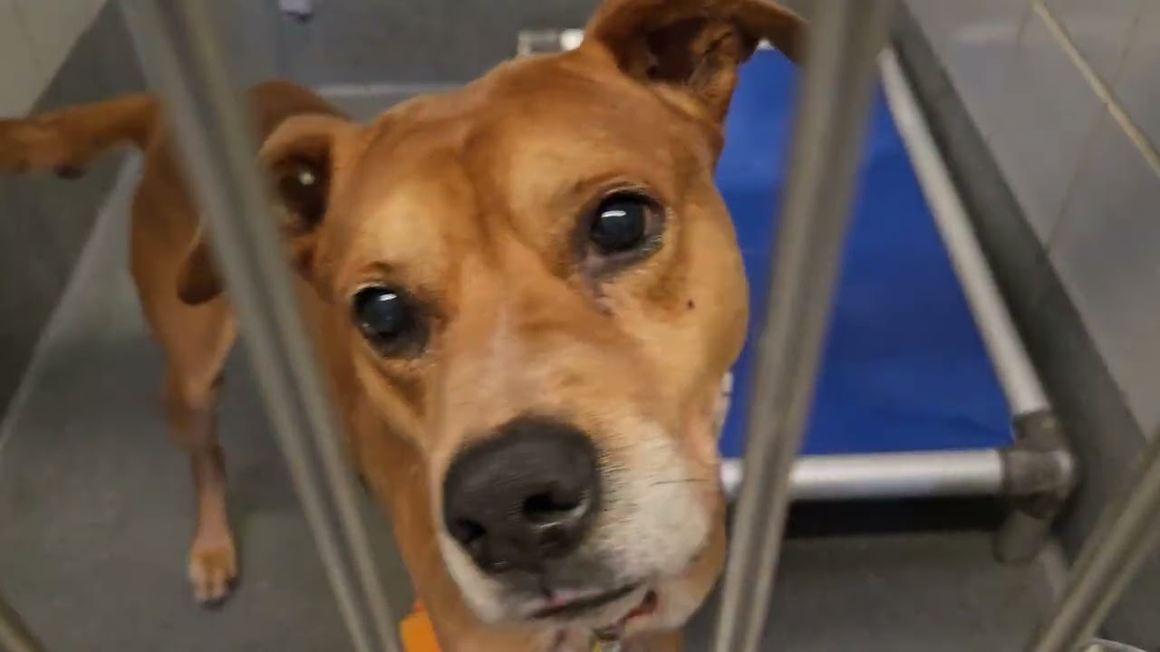 Acs A458953