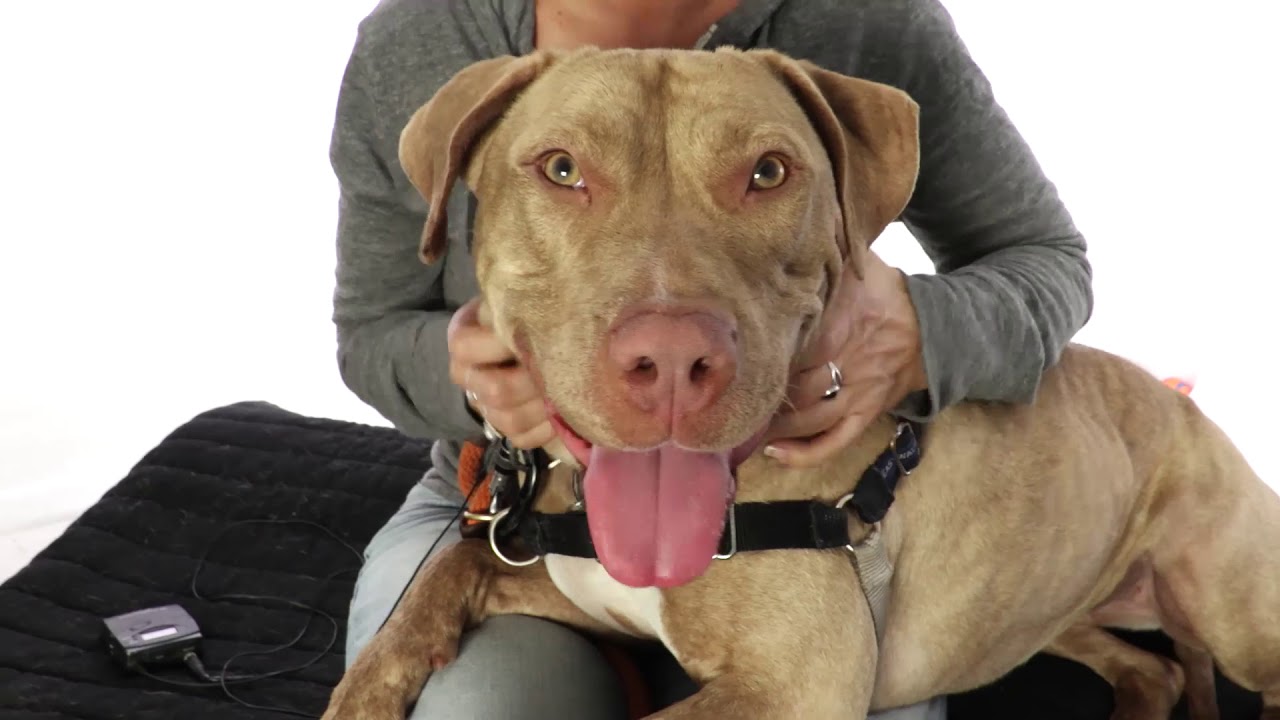 Adopt Lacey at NKLA