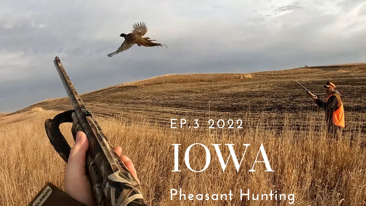 Iowa Pheasant Hunting Ep.3-2022