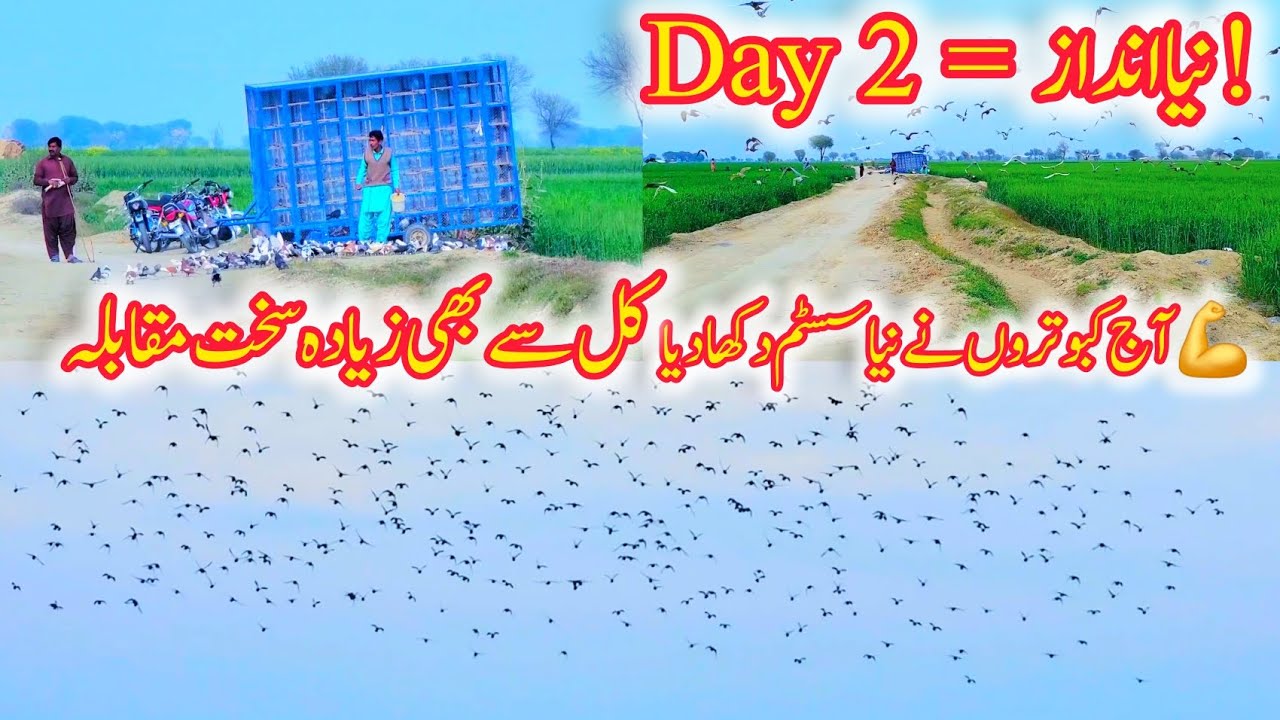 Second Day Big Kabootar Match 🕊️ | New Strategy by Pigeons | Shocking Result