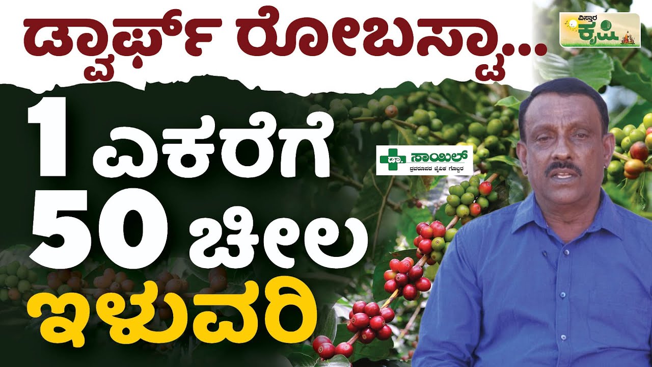 1 ಎಕರೆಗೆ 50 ಚೀಲ ಇಳುವರಿ | ಡ್ವಾರ್ಫ್ ರೋಬಸ್ಟಾ | Vistara Krishi | Dwarf Robusta Farming In Kannada