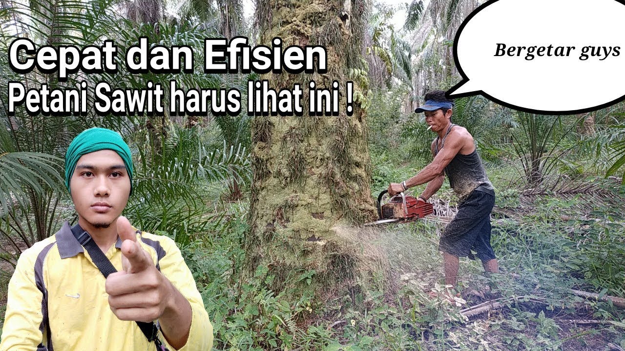 Replanting Kelapa Sawit menggunakan mesin Senso dan obat gulma