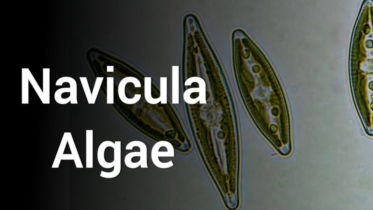 Navicula algae || structure, life cycle