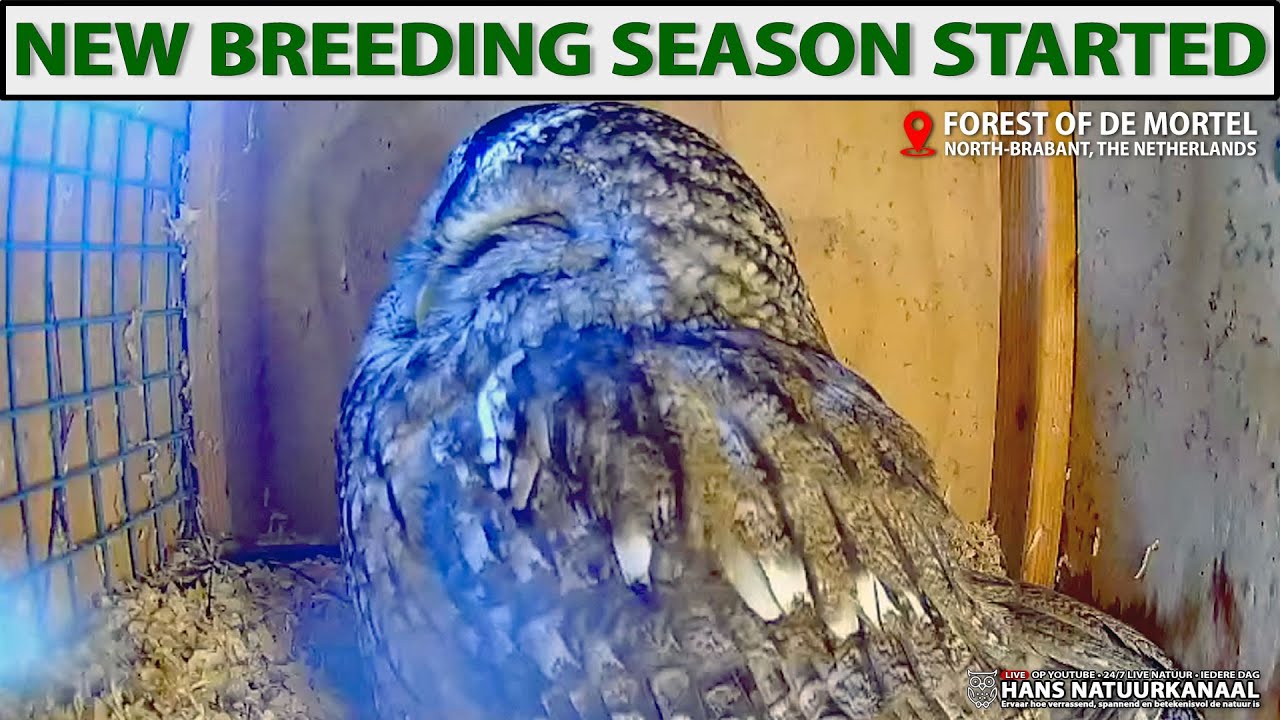 🦉 Tawny Owl Day Live Cam | Female Resting in the Nest 😴 Forest of De Mortel