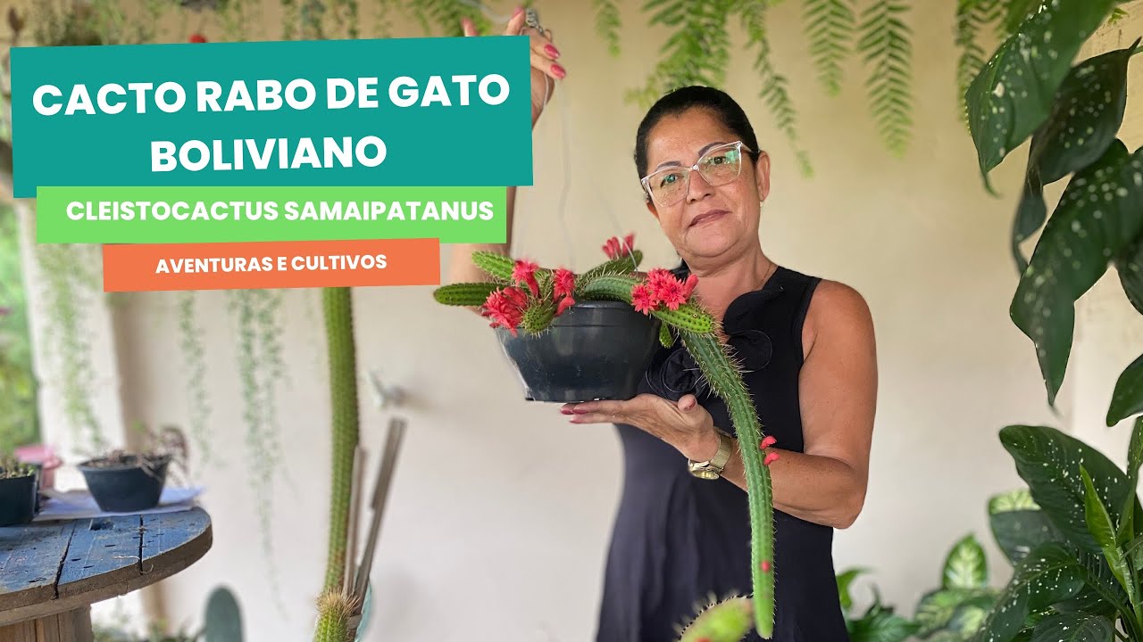 Cacto Rabo de gato boliviano - cleistocactus samaipatanus - Dicas de cultivo