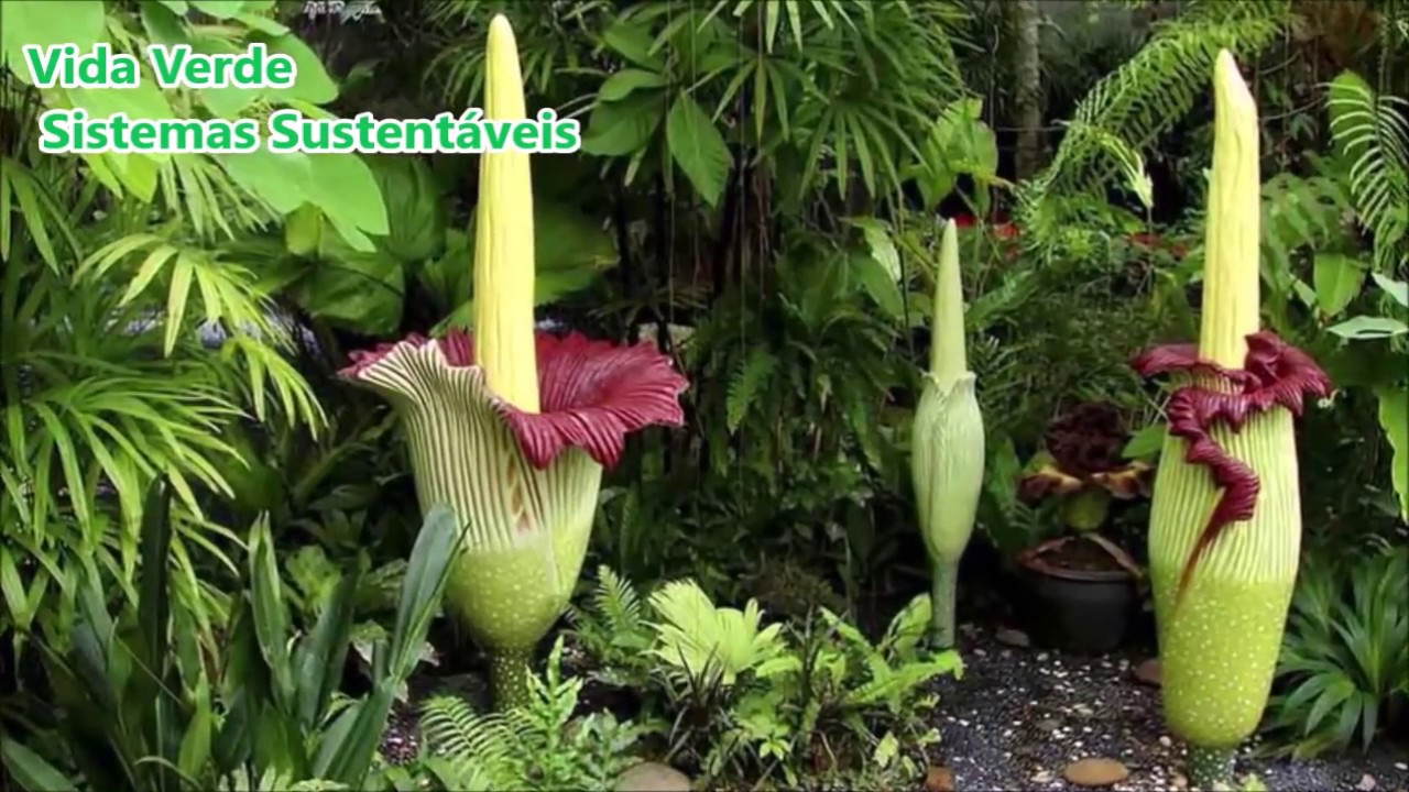 Conheça a maior FLOR DO PLANETA! A mais FEDIDA também!