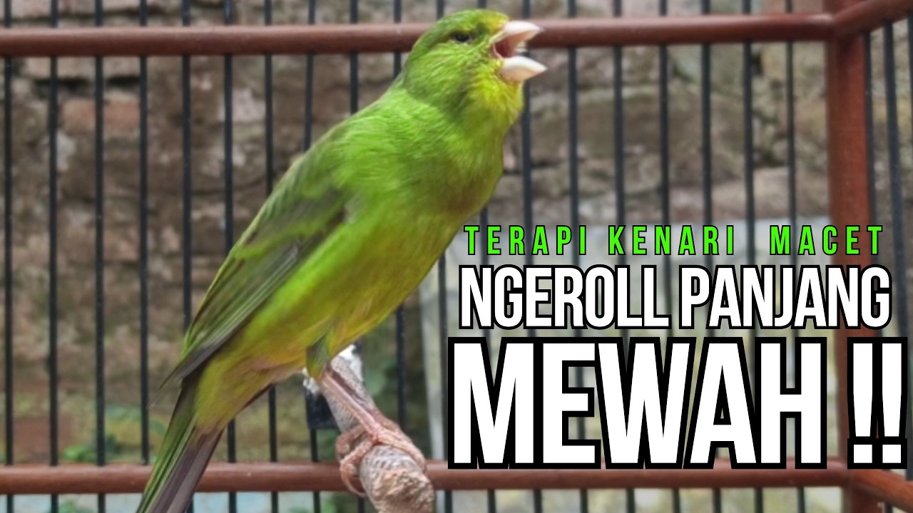 Kenari GACOR ngeroll PANJANG AMPUH untuk PANCINGAN & MASTERAN Kenari PAUD cepat BUNYI !!