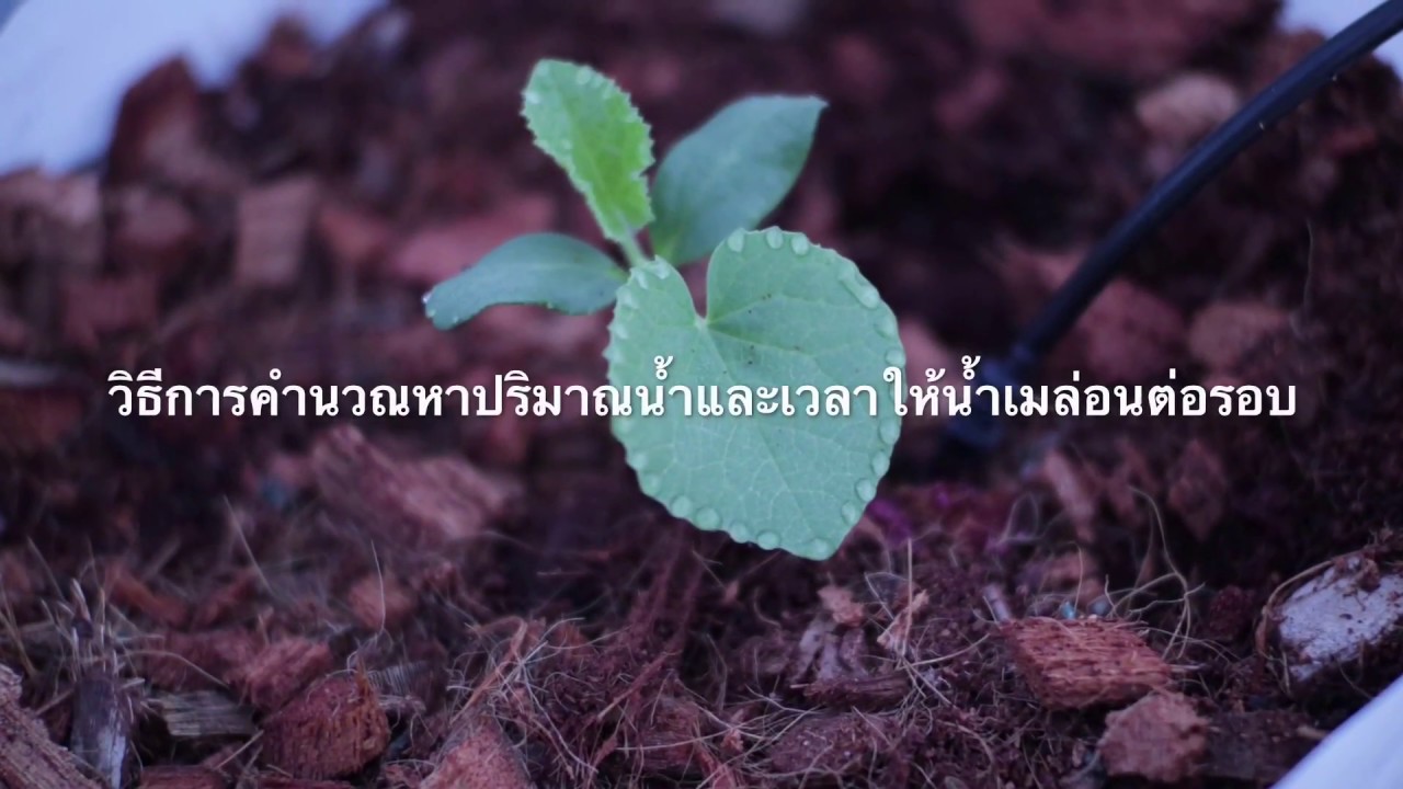 วิธีการคำนวณหาปริมาณน้ำและเวลาให้น้ำเมล่อนต่อรอบ