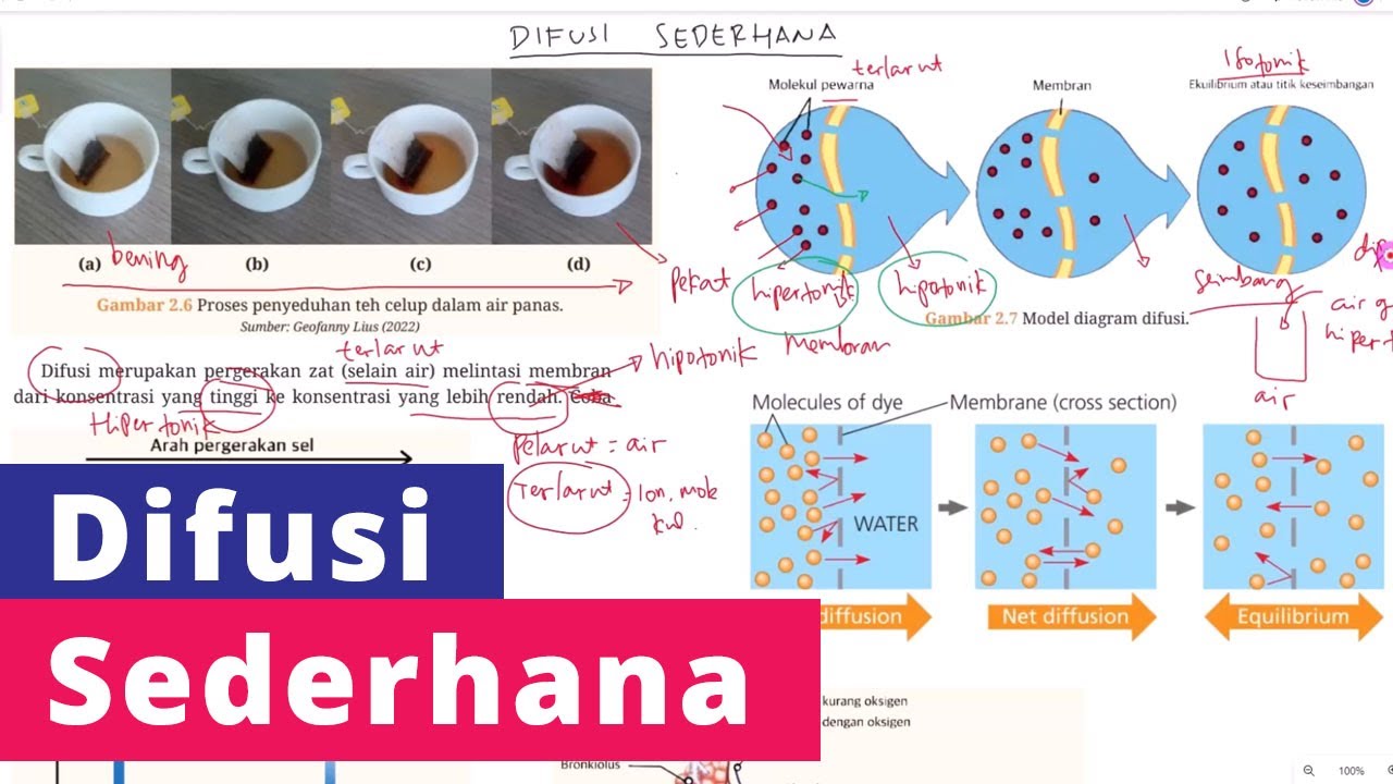 Proses Terjadinya Difusi Sederhana - Transport Pasif