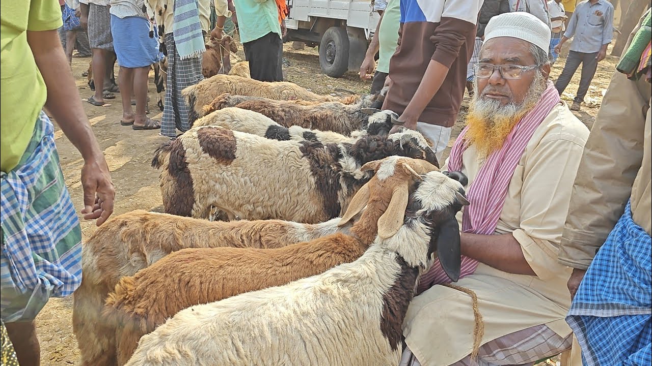 కదిరి మార్కెట్ యార్డ్ లో ప్రతి మంగళవారం గొర్రెల మేకల సంత (పార్ట్ 1) జరుగుతుంది 3.2.2026