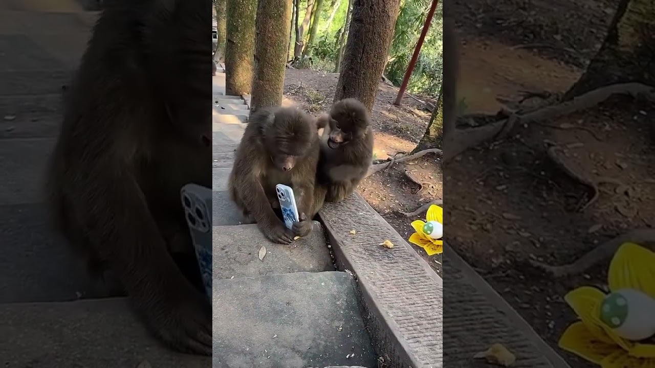 funny#monkey #zoo