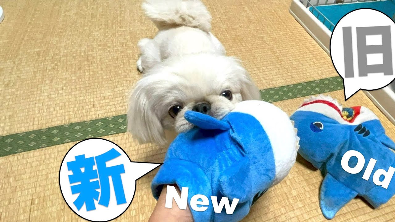 1年ぶりに韓国みやげもらう1歳ペキニーズ