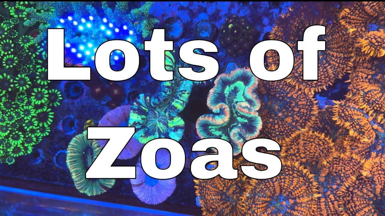 This Weeks Coral Auctions (1st February)