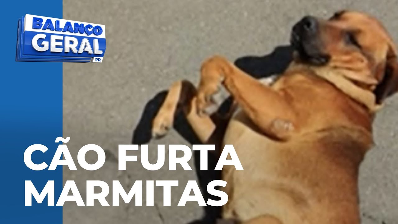 Cão “pata leve” é flagrado entrando em refeitório e fugindo com 3 marmitas