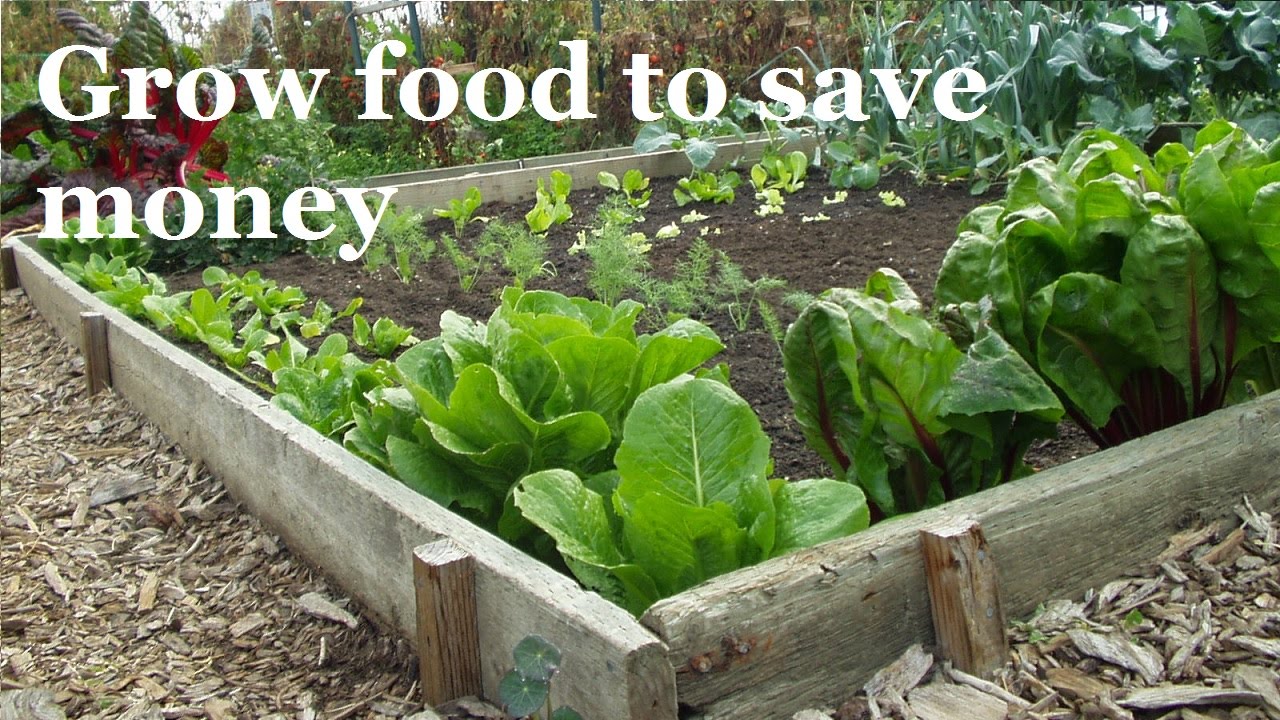How to Save Big Money by Growing Food (A Complete Guide)