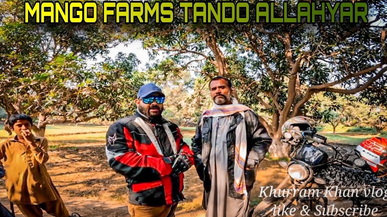 Mango Farms Tando Allahyar Sindh | Moto ride Tando Allahyar on GS150| Mango Harvesting in Pakistan