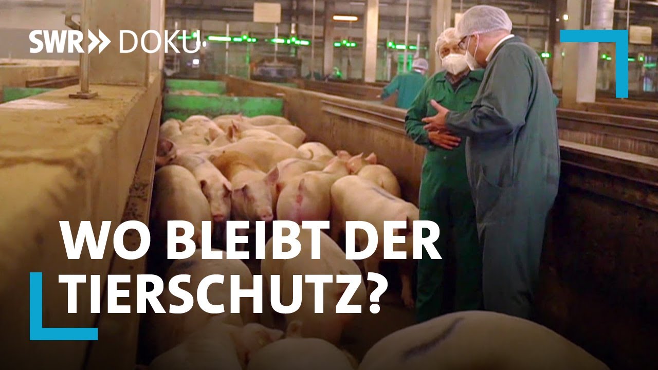 Schweine vom Flie&szlig;band - Bleibt der Tierschutz auf der Strecke? | SWR Doku
