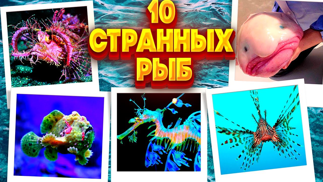 Топ 10 Самых Странных и Удивительных Рыб в мире