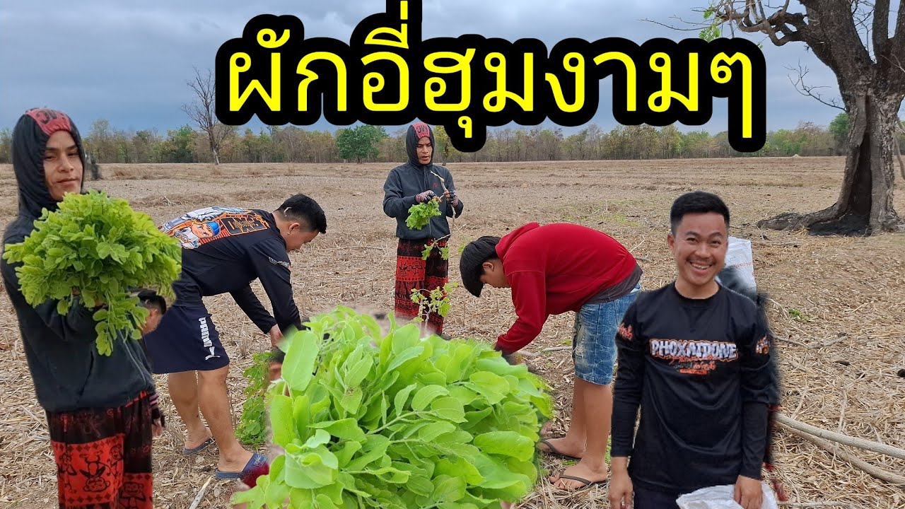 Ep: 1326 พาบ่าวสอนมาขื้นเอาผักอี่ฮุมเมือกินจ้า