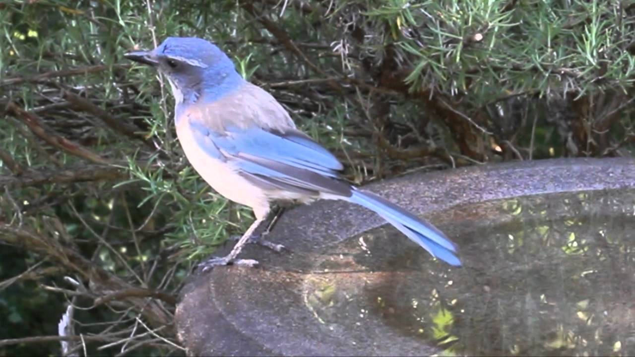 A series of birds at the birdbath above Johnson Creek.