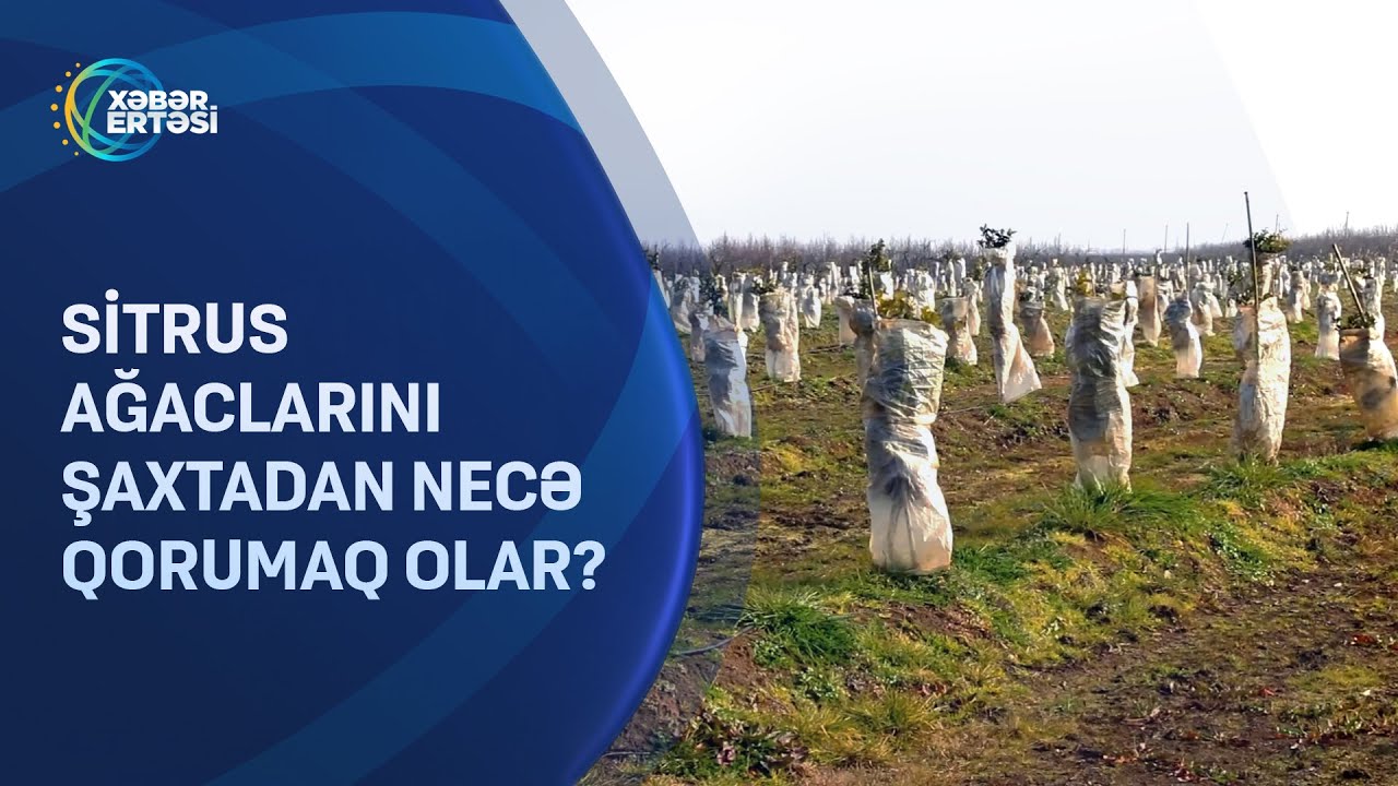 Sitrus ağaclarını şaxtadan necə qorumaq olar?