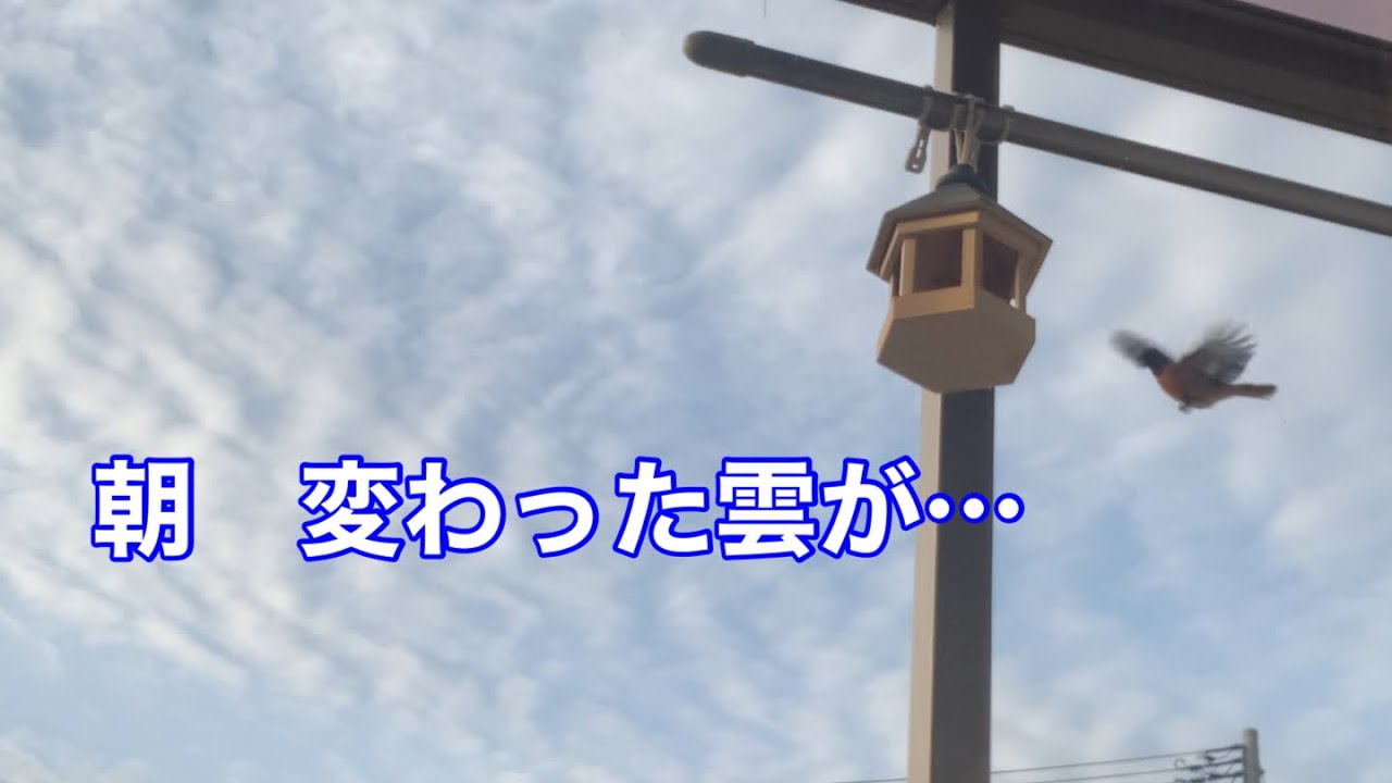 まるおの母　まるこの宿根草と低木の庭　2026 03 15 朝、季節はずれの綺麗な雲が出ていた庭。連日風が出て来て、アレルギー体質には辛い季節。🇯🇵⚾️負けちゃったけど…クリスマスローズに慰められる