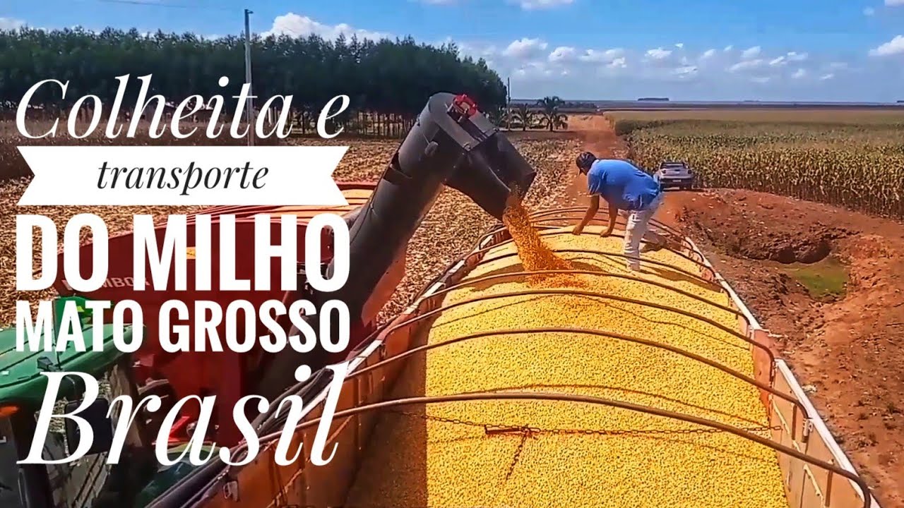 Colheita da safra do milho 🌽 Região centro oeste no Mato grosso Brasil 