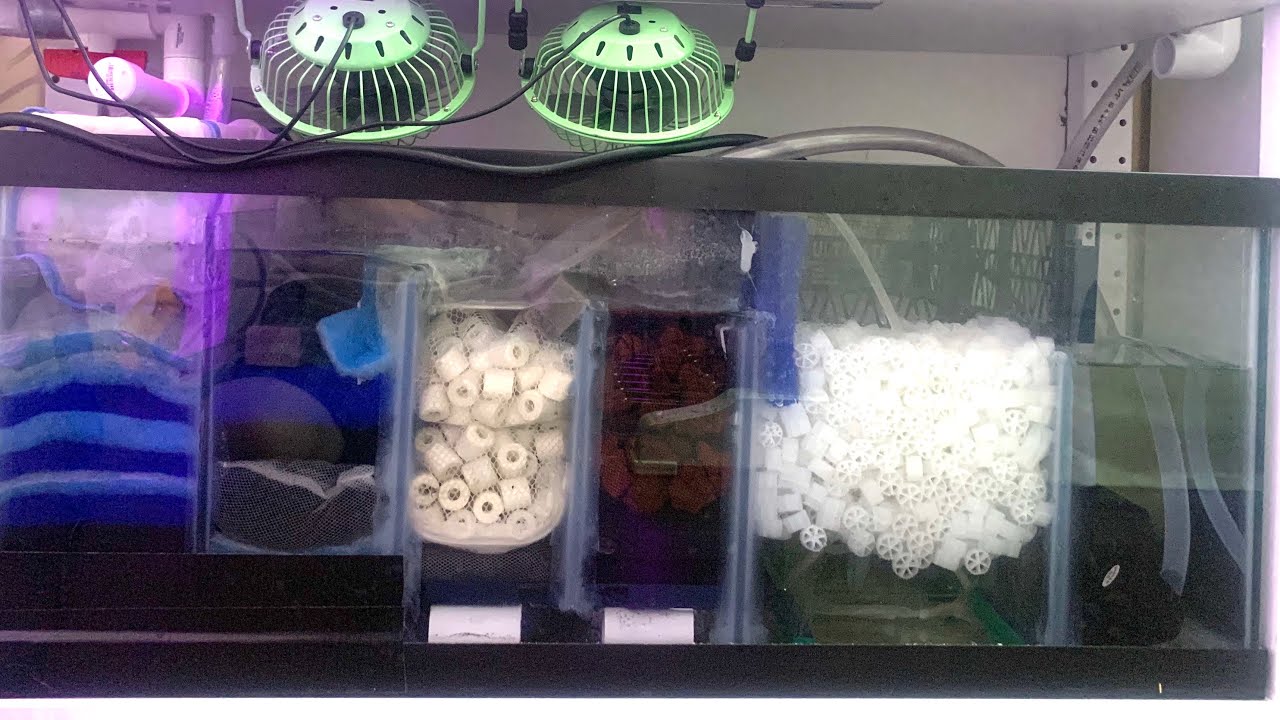 DIY Sump 6-stage and DIY Betta Drip System Self Cleaning