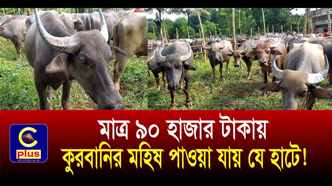 মাত্র ৯০ হাজার টাকায় কুরবানির মহিষ পাওয়া যায় যে হাটে! | Cplus